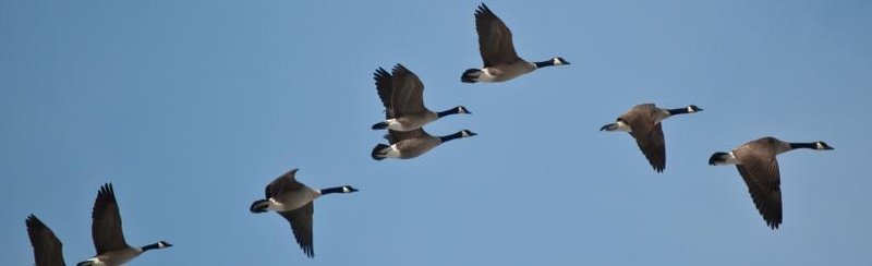 Geese in formation